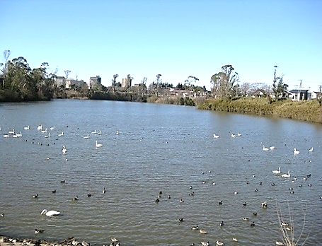 七次川調整池の白鳥 