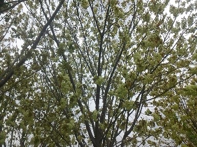 柏の葉公園の御衣黄桜 