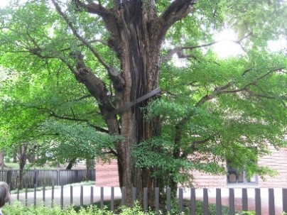 東京都美術館裏の戦災樹木