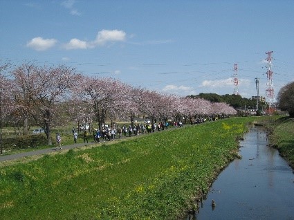満開の桜の大堀川遊歩道を歩く