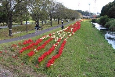 大堀川の彼岸花