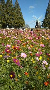 風車とコスモス