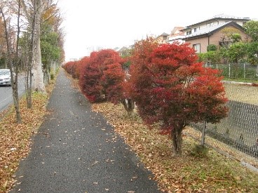 松葉町のドウダンツツジ