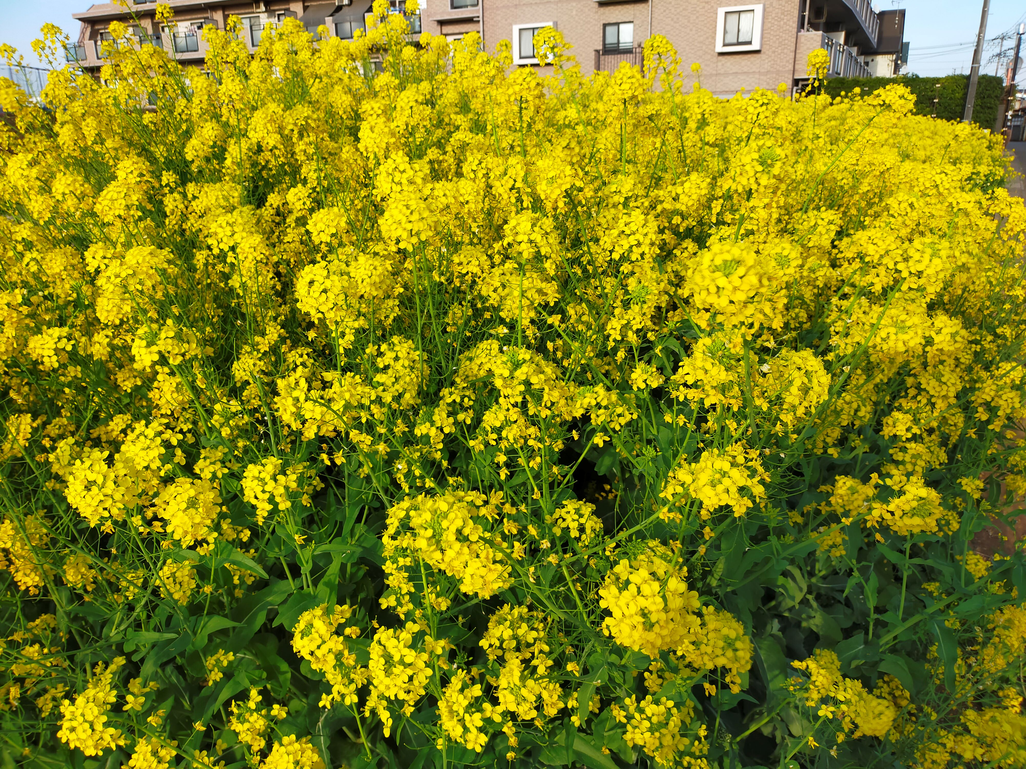 江戸川の菜の花