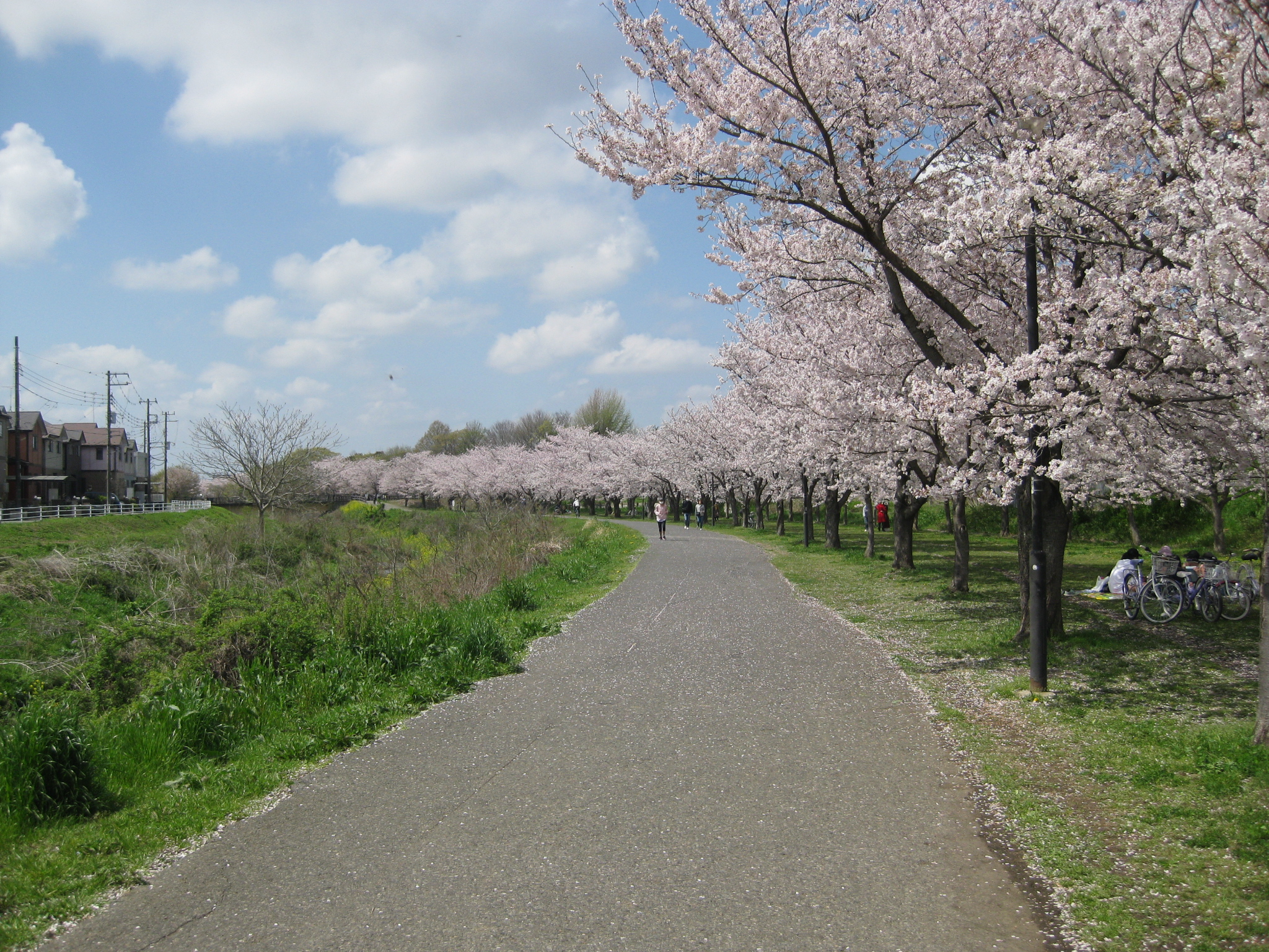 満開の桜の大堀川遊歩道を歩く