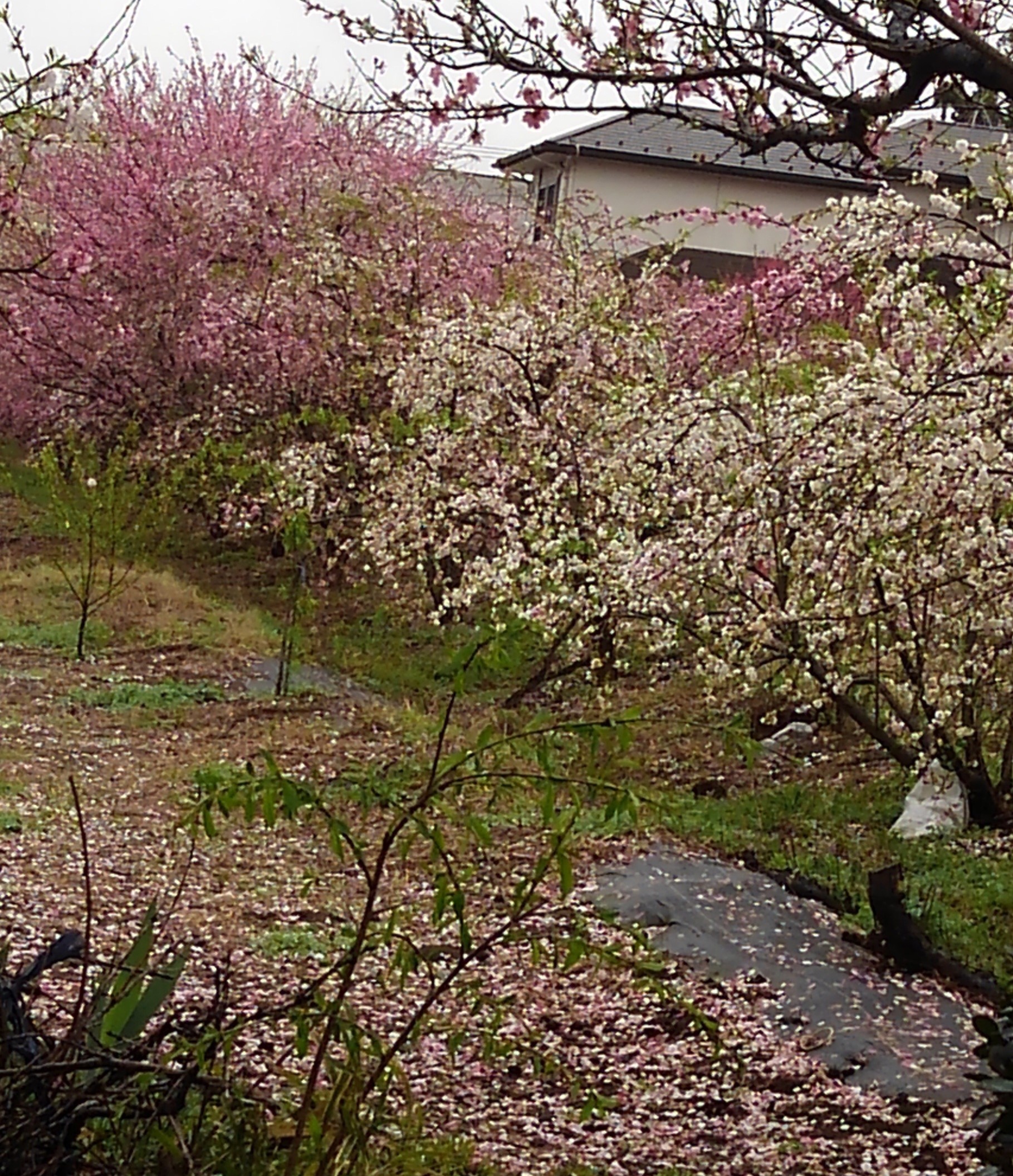 色鮮やかな花桃畑（流山市）