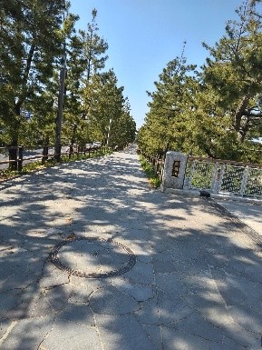 旧日光街道の松並木