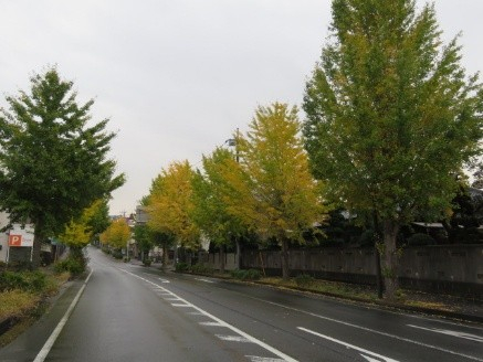 銀杏並木の紅葉（松戸市常盤平）