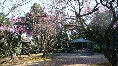戸定が丘歴史公園の梅林