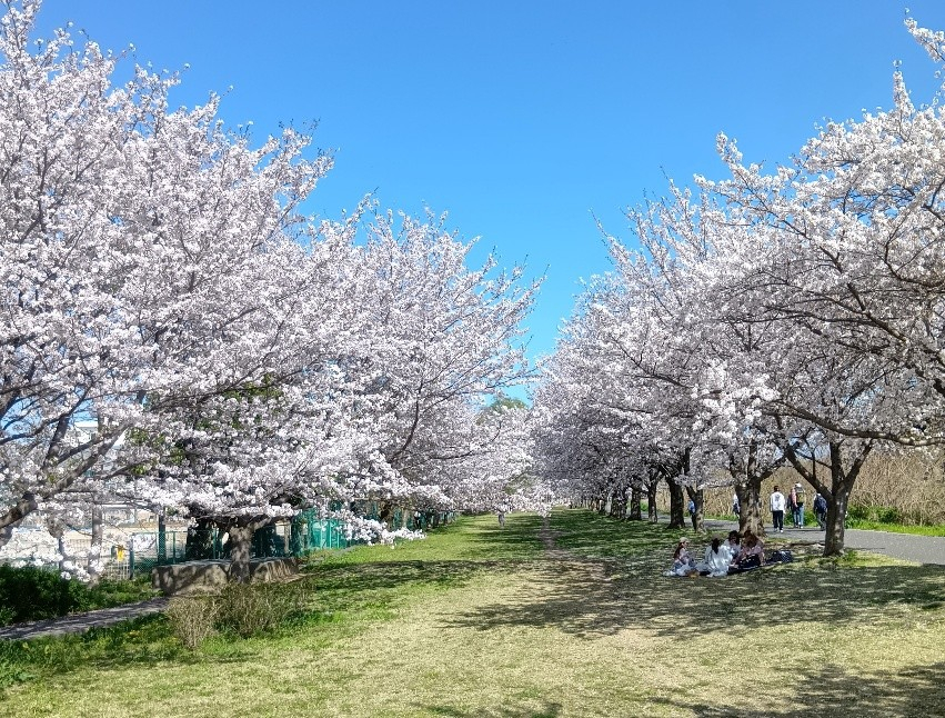 満開の大堀川の桜並木