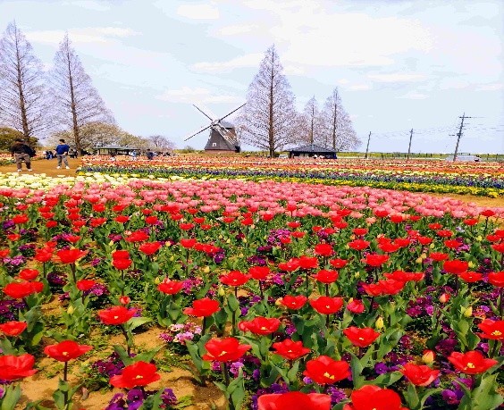 風車前のチューリップ畑