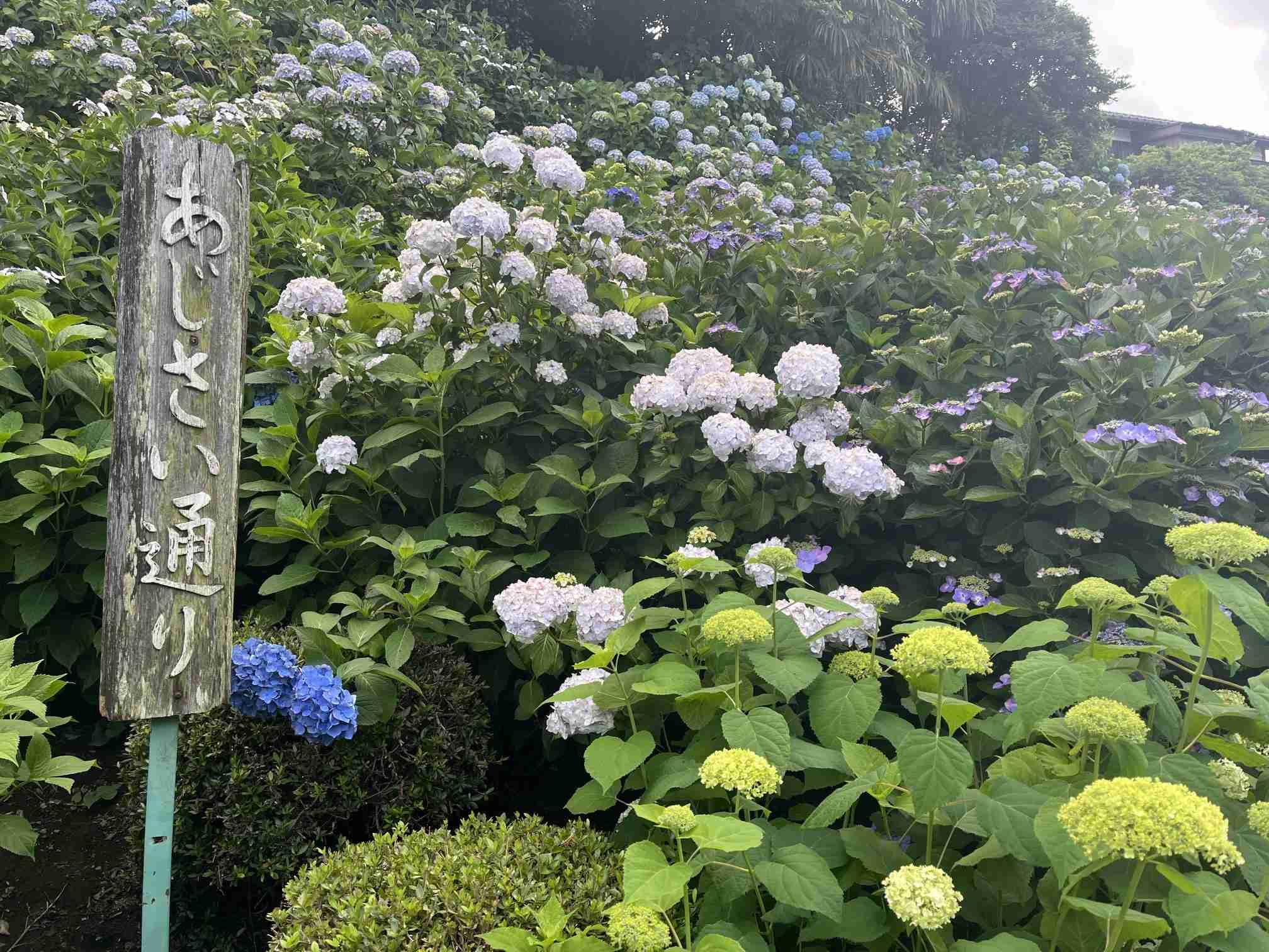 『あじさい通り』の紫陽花