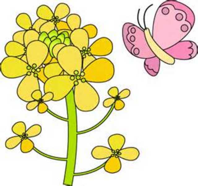 チョウが蜜や花粉をもらって次の所へ、花粉を届けに・・・笑顔の会・きららに参加された方々が前向きな笑顔に変わり、出会う方々へ笑顔を広げて欲しいと願っています。