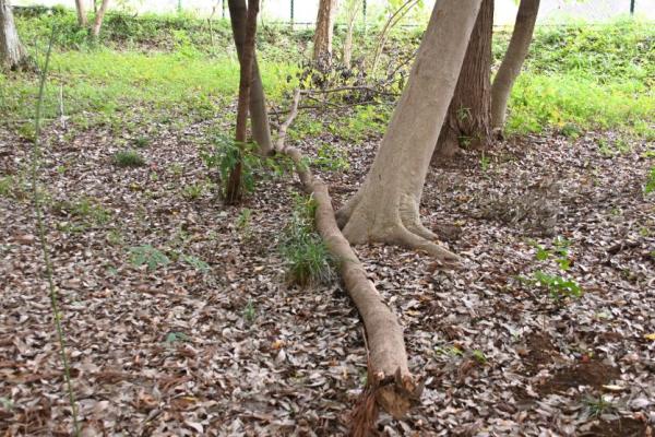 DSC_7688 - コピー