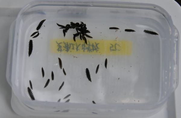 DSC_8065 - コピー