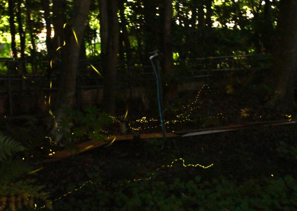 DSC_2482 - コピー